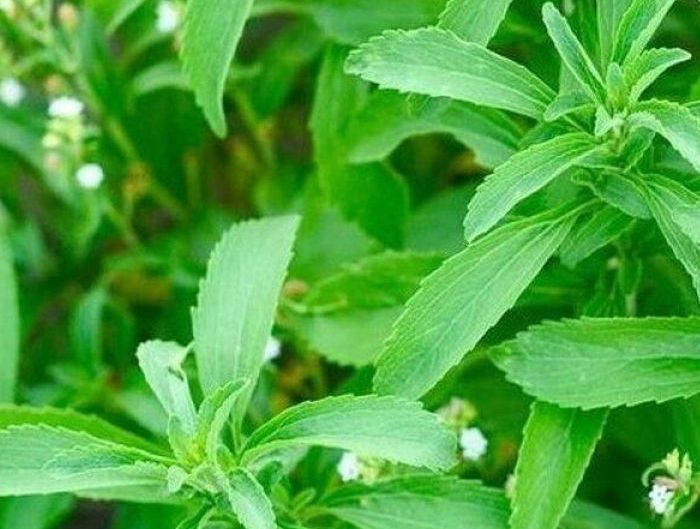 СТЕВИЯ - ЧУДО-РАСТЕНИЕ 🌿 ОСОБЕННОСТИ ВЫРАЩИВАНИЯ