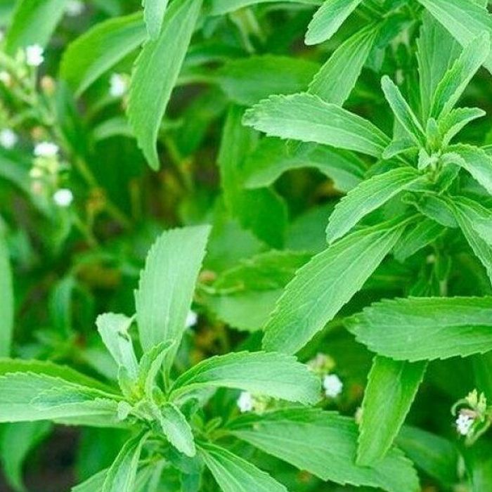 СТЕВИЯ — ЧУДО-РАСТЕНИЕ