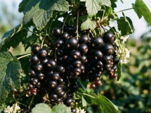 как вырастить крупную и сладкую смородину