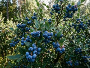 Голубика в саду: полное руководство