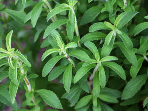 Стевия в саду: пошаговое руководство по выращиванию натурального сахарозаменителя