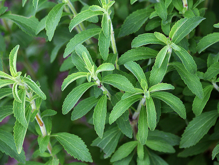 Стевия в саду: пошаговое руководство по выращиванию натурального сахарозаменителя
