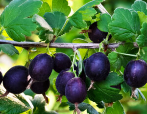 Крыжовник: полное руководство по выращиванию