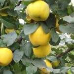 Айва на участке: секреты выращивания южной красавицы