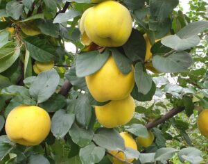 Айва на участке: секреты выращивания южной красавицы