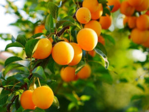 Алыча: посадка, уход, обрезка, лучшие сорта