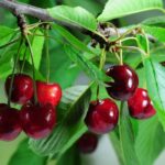 Черешня: подробное руководство по посадке, уходу и выбору зимостойких сортов