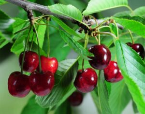 Черешня: подробное руководство по посадке, уходу и выбору зимостойких сортов