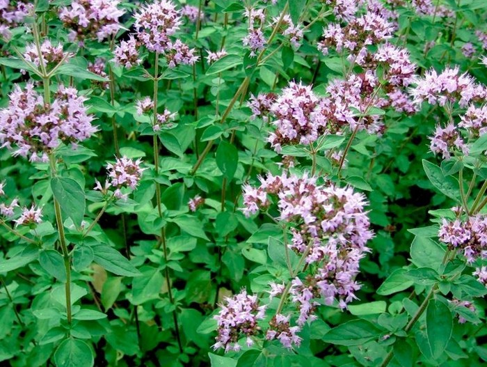 Душица обыкновенная (орегано): полное руководство по выращиванию