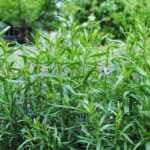 Тархун (эстрагон): полное руководство по выращиванию и уходу