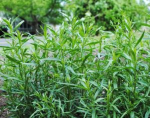 Тархун (эстрагон): полное руководство по выращиванию и уходу