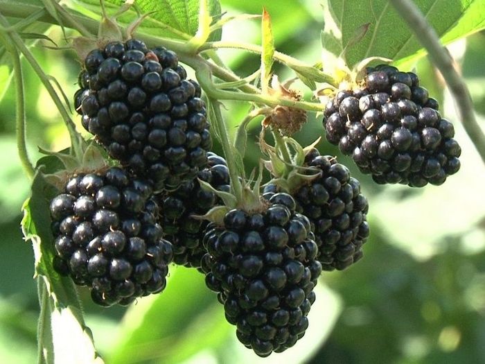 Ежевика: посадка, выращивание, уход