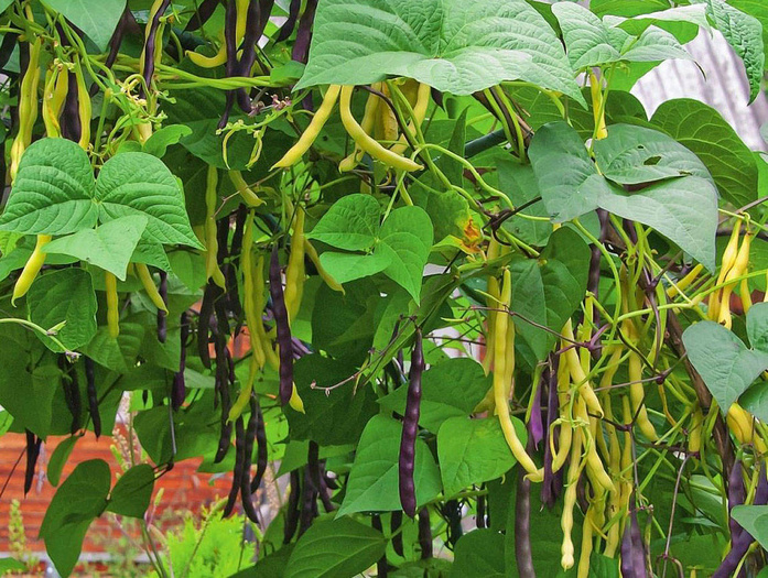 Спаржевая фасоль: Полное руководство по посадке и выращиванию