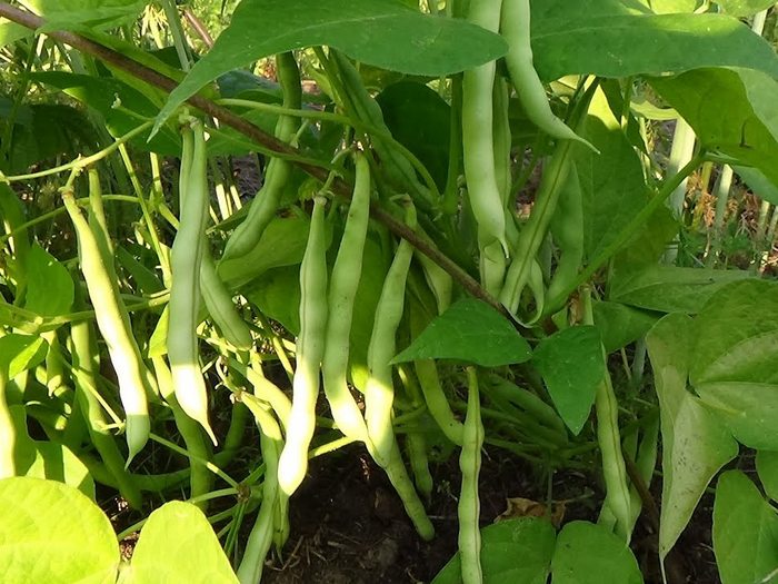 Фасоль: посадка, уход, борьба с болезнями и вредителями