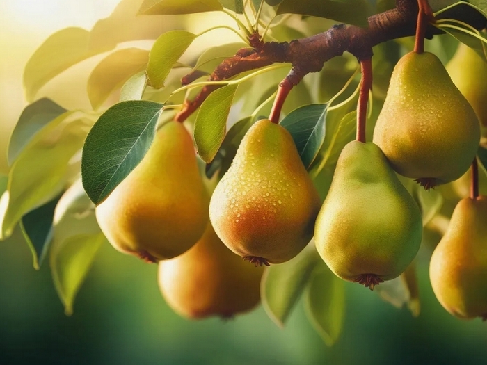 Груша в саду: посадка, уход и лучшие сорта
