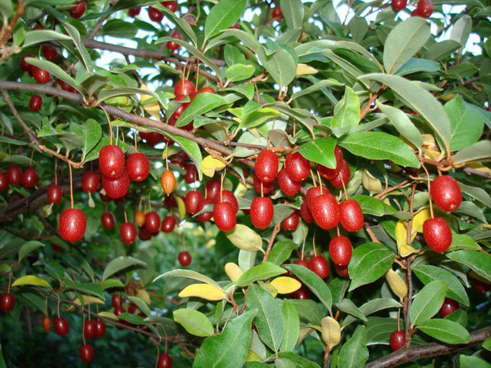 Гуми (лох многоцветковый)