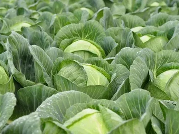 Руководство по выращиванию белокочанной капусты