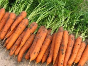 Морковь: посадка, выращивание, уход