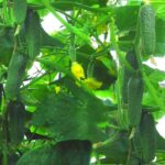 Огурцы в открытом грунте: посадка, уход