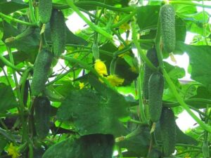 Огурцы в открытом грунте: посадка, уход