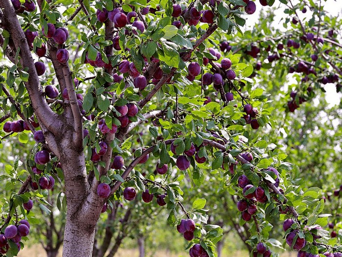 Слива в саду: от посадки до богатого урожая — полное руководство садовода