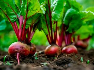 Свекла: посадка, уход, выращивание, хранение