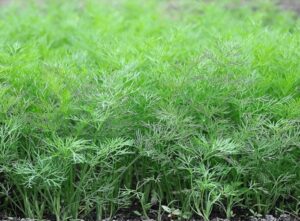 Сочный и пышный укроп: посадка, уход, лучшие сорта