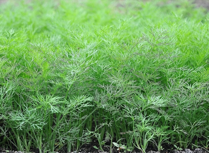 Сочный и пышный укроп: посадка, уход, лучшие сорта