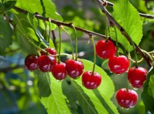 Вишня в саду: посадка, уход, выращивание