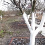 Побелка деревьев в саду