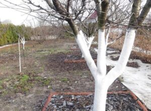 Побелка деревьев в саду
