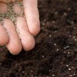 Как посеять мелкие семена