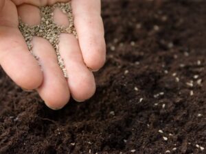 Как посеять мелкие семена