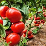 Томаты: посадка, уход, защита от болезней и вредителей