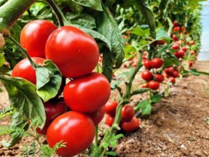 Томаты: посадка, уход, защита от болезней и вредителей