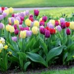 Тюльпаны: посадка, уход и выращивание