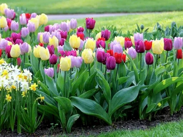Тюльпаны: посадка, уход и выращивание