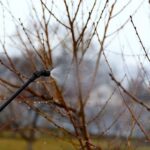 Обработка сада весной от болезней и вредителей