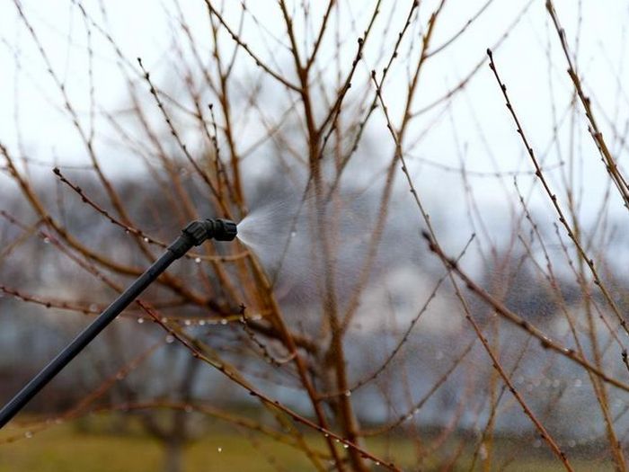 Обработка сада весной от болезней и вредителей