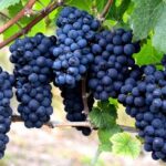 Виноград: посадка, уход, выращивание,