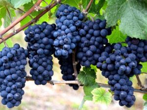 Виноград: посадка, уход, выращивание,