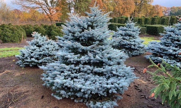 Ель колючая