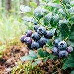 Как размножить садовую голубику