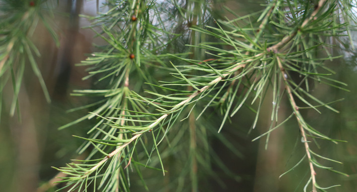 Лиственница европейская