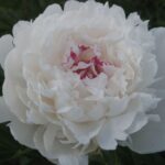 Лучшие сорта пионов