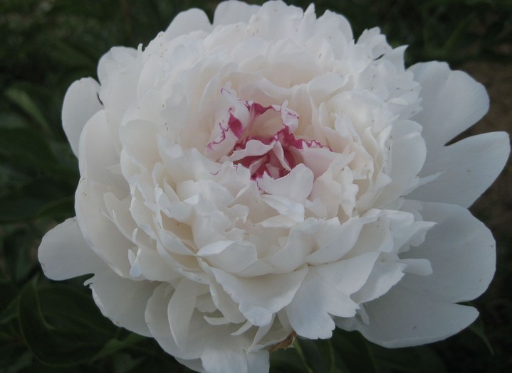 Лучшие сорта пионов