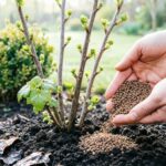 Подкормка смородины