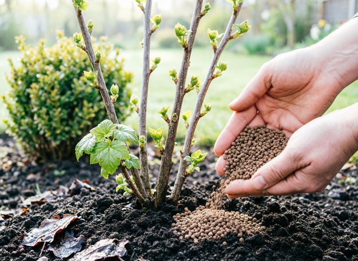 Подкормка смородины