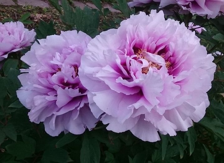 Сапфир: Пион древовидный