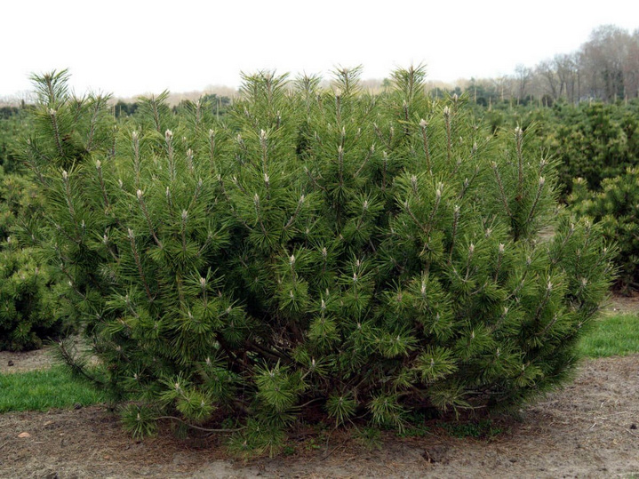 10 неприхотливых хвойных для сада